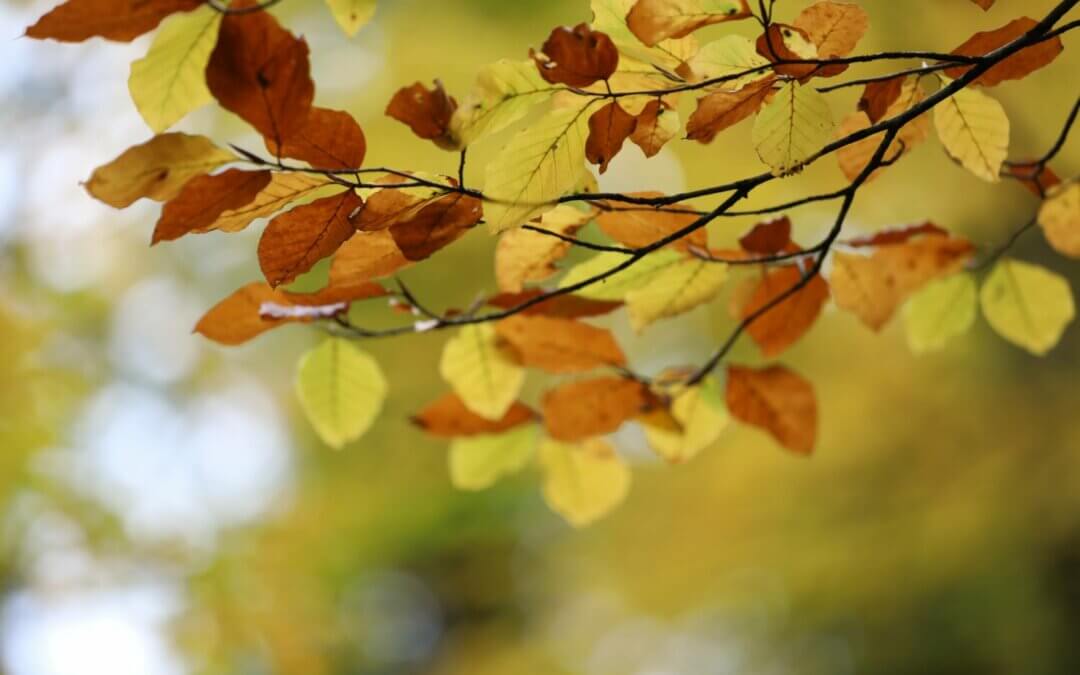 Winterputz in der Tennisecke